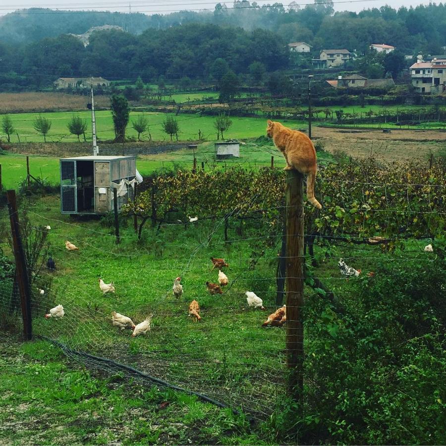 Quinta Do Pinheiro Villa Guimarães Buitenkant foto